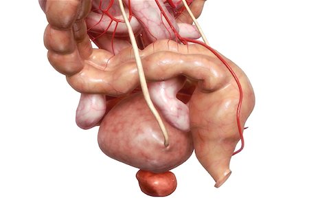 small intestine - The digestive system Stock Photo - Premium Royalty-Free, Code: 671-02099474