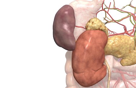 digestive system arteries - Accessory digestive organs Foto de stock - Sin royalties Premium, Código: 671-02099476