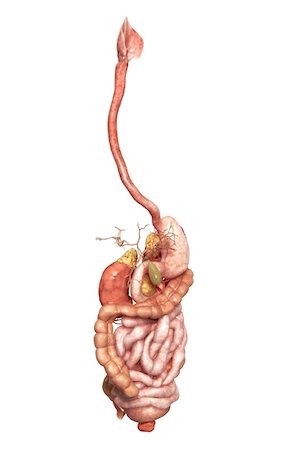 pancreas - The digestive system Fotografie stock - Premium Royalty-Free, Codice: 671-02099477