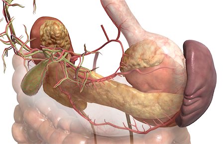 digestive system arteries - Accessory digestive organs Foto de stock - Sin royalties Premium, Código: 671-02099479