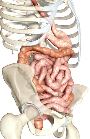 simsearch:671-02099382,k - The digestive system Stock Photo - Premium Royalty-Free, Code: 671-02099471