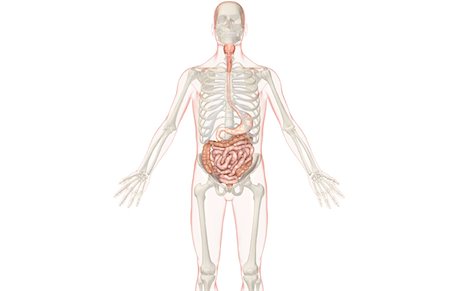 simsearch:671-02099382,k - The digestive system Stock Photo - Premium Royalty-Free, Code: 671-02099472