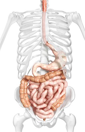 simsearch:671-02099382,k - The digestive system Stock Photo - Premium Royalty-Free, Code: 671-02099484