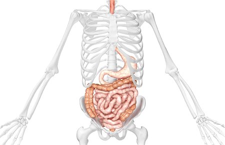 simsearch:671-02099382,k - The digestive system Stock Photo - Premium Royalty-Free, Code: 671-02099485