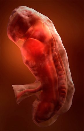 pregnancy illustrations - Embryonic development Stock Photo - Premium Royalty-Free, Code: 671-02099493