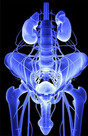 penis on people - Nerve supply of the urinary system Stock Photo - Premium Royalty-Free, Code: 671-02099522