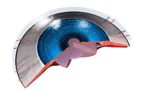 simsearch:671-02101659,k - Sectional anatomy of the eye Foto de stock - Royalty Free Premium, Número: 671-02099536