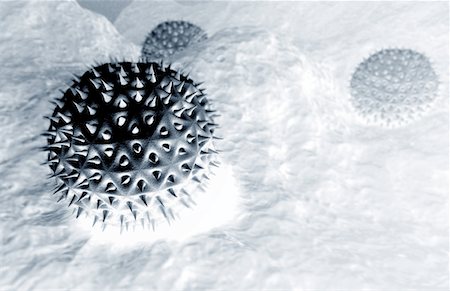pollen - Pollen Photographie de stock - Premium Libres de Droits, Code: 671-02099533