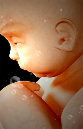 simsearch:671-02100796,k - Embryonic development Foto de stock - Sin royalties Premium, Código: 671-02099565