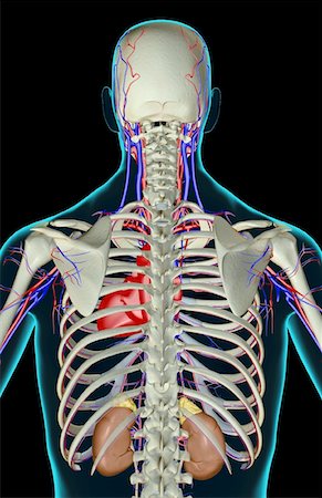 simsearch:671-02098853,k - The kidneys Foto de stock - Sin royalties Premium, Código: 671-02099563