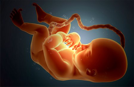 pregnancy illustrations - Embryonic development Stock Photo - Premium Royalty-Free, Code: 671-02099575