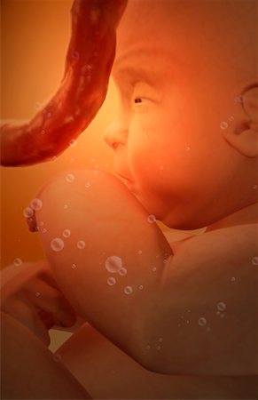 fetus - Embryonic development Foto de stock - Sin royalties Premium, Código: 671-02099598