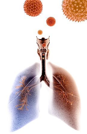 pollen - Asthme Photographie de stock - Premium Libres de Droits, Code: 671-02099635