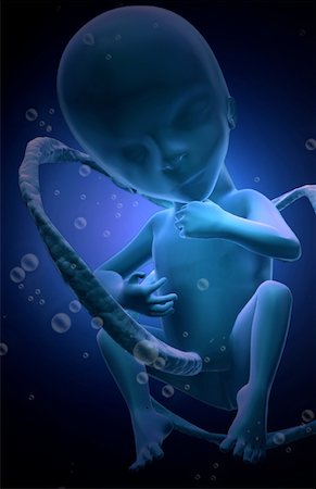 pregnancy illustrations - Embryonic development Foto de stock - Sin royalties Premium, Código: 671-02099648