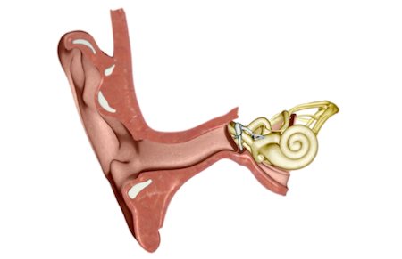 simsearch:671-02101009,k - Anatomie de l'oreille Photographie de stock - Premium Libres de Droits, Code: 671-02099668