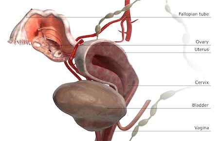 Female Body Diagram