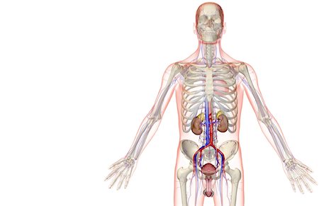 simsearch:671-02098853,k - The urinary system Foto de stock - Sin royalties Premium, Código: 671-02099706