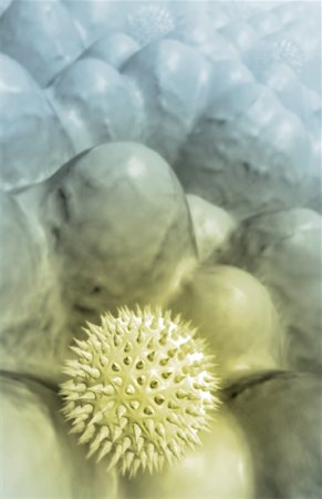 pollen - Pollen Photographie de stock - Premium Libres de Droits, Code: 671-02099798
