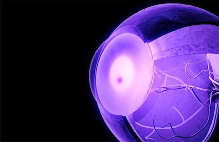 eyeball - Structure of the eye Foto de stock - Sin royalties Premium, Código: 671-02099792