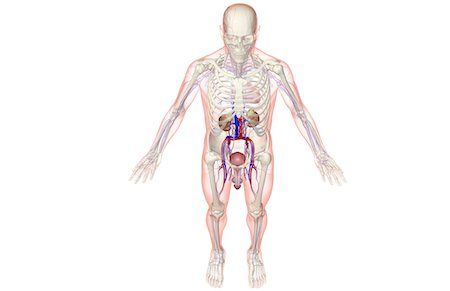 simsearch:671-02098853,k - The urinary system Foto de stock - Sin royalties Premium, Código: 671-02099816