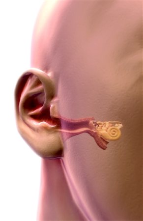 simsearch:671-02101009,k - Anatomie de l'oreille Photographie de stock - Premium Libres de Droits, Code: 671-02099846
