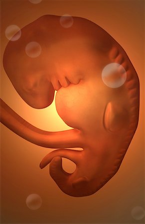 pregnancy illustrations - Embryonic development Foto de stock - Sin royalties Premium, Código: 671-02099861