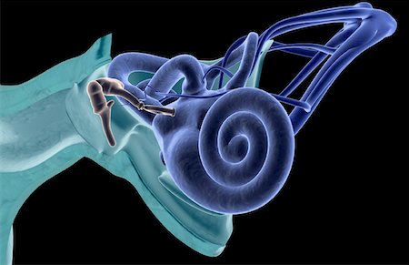 front anatomy - Anatomy of the ear Stock Photo - Premium Royalty-Free, Code: 671-02099876