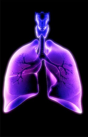 The respiratory system Stock Photo - Premium Royalty-Free, Code: 671-02099887