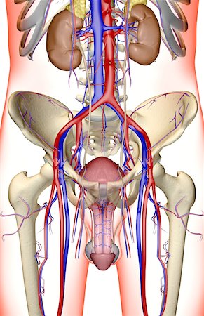 femoral vein - The urinary system Stock Photo - Premium Royalty-Free, Code: 671-02099882