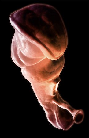 pregnancy illustrations - Embryonic development Foto de stock - Sin royalties Premium, Código: 671-02099943