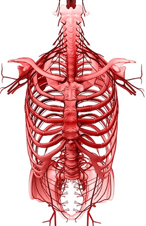 simsearch:671-02092292,k - Nerves of the upper body Stock Photo - Premium Royalty-Free, Code: 671-02099954
