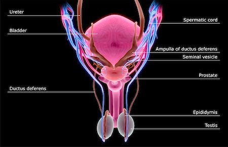 simsearch:671-02100134,k - The male reproductive organs Stock Photo - Premium Royalty-Free, Code: 671-02099956