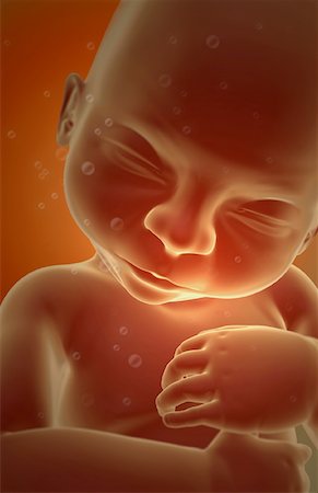 fetus - Embryonic development Foto de stock - Sin royalties Premium, Código: 671-02099964