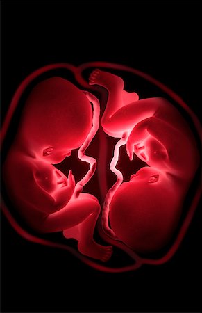 female fetus - Twins Stock Photo - Premium Royalty-Free, Code: 671-02092179