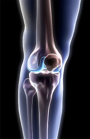 The bones of the knee Stock Photo - Premium Royalty-Free, Code: 671-02092186