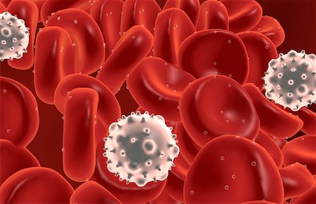 red blood cell - Cellules sanguines Photographie de stock - Premium Libres de Droits, Code: 671-02092202