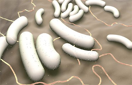 simsearch:671-02101641,k - Rod shaped bacteria Stock Photo - Premium Royalty-Free, Code: 671-02092228