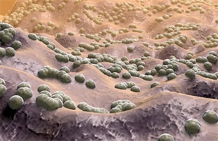 simsearch:671-02101454,k - Coccus bacteria Stock Photo - Premium Royalty-Free, Code: 671-02092220