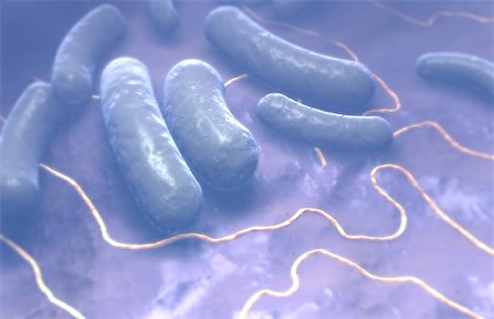simsearch:671-02101641,k - Rod shaped bacteria Stock Photo - Premium Royalty-Free, Code: 671-02092231