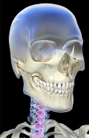 simsearch:671-02094214,k - The bones of the head and neck Foto de stock - Sin royalties Premium, Código: 671-02092275