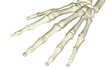 The bones of the hand Foto de stock - Sin royalties Premium, Código: 671-02092277