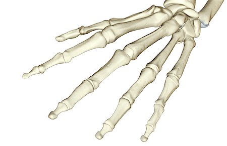 simsearch:671-02096032,k - The bones of the hand Stock Photo - Premium Royalty-Free, Code: 671-02092277