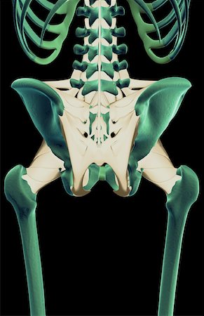 The ligaments of the pelvis Stock Photo - Premium Royalty-Free, Code: 671-02092278