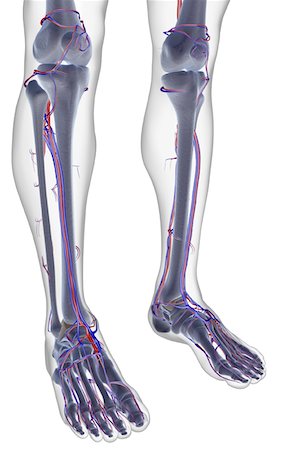 skeleton profile - The blood supply of the leg Stock Photo - Premium Royalty-Free, Code: 671-02092279