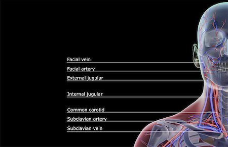 skeleton neck - The blood supply of the head and neck Foto de stock - Sin royalties Premium, Código: 671-02092289