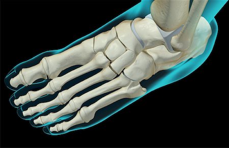 foot skeleton image - The bones of the foot Stock Photo - Premium Royalty-Free, Code: 671-02092280