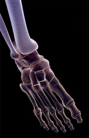 foot skeleton image - The bones of the foot Stock Photo - Premium Royalty-Free, Code: 671-02092304