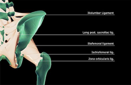 The ligaments of the hip Stock Photo - Premium Royalty-Free, Code: 671-02092309