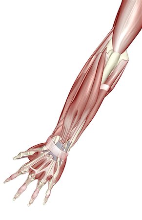 extensor digit minimi tendon - The muscles of the forearm Stock Photo - Premium Royalty-Free, Code: 671-02092303