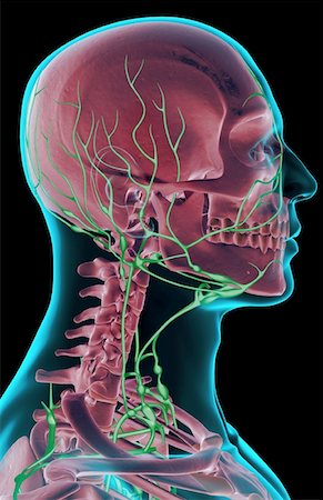 skeleton neck - The lymph supply of the head, neck and face Foto de stock - Sin royalties Premium, Código: 671-02092315